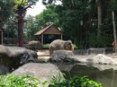 Singapore Zoo and Malaysian Day Trip (642729)