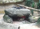 Singapore Zoo and Malaysian Day Trip (642712)