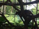 Singapore Zoo and Malaysian Day Trip (642639)