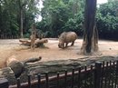 Singapore Zoo and Malaysian Day Trip (642838)