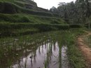 Tegalalang Rice Terraces (642751)
