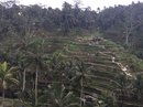Tegalalang Rice Terraces (642773)
