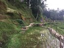 Tegalalang Rice Terraces (642743)