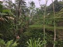 Tegalalang Rice Terraces (642815)
