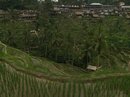 Tegalalang Rice Terraces (642763)