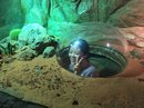 Singapore Zoo and Malaysian Day Trip (642692)
