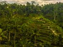Tegalalang Rice Terraces (642861)