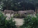 Singapore Zoo and Malaysian Day Trip (643025)
