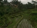 Tegalalang Rice Terraces (642940)