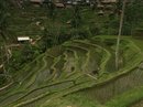 Tegalalang Rice Terraces (643138)