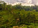 Tegalalang Rice Terraces (642997)
