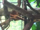 Singapore Zoo and Malaysian Day Trip (643092)