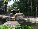 Singapore Zoo and Malaysian Day Trip (643016)