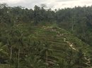 Tegalalang Rice Terraces (643045)