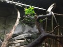Singapore Zoo and Malaysian Day Trip (643041)