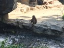 Singapore Zoo and Malaysian Day Trip (643058)