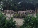 Singapore Zoo and Malaysian Day Trip (642982)
