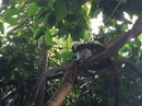Singapore Zoo and Malaysian Day Trip (642920)
