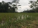 Tegalalang Rice Terraces (642987)