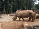 Singapore Zoo and Malaysian Day Trip (643129)