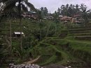 Tegalalang Rice Terraces (643011)