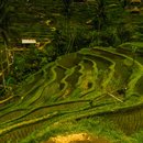 Tegalalang Rice Terraces (642925)