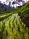 Tegalalang Rice Terraces (643017)