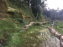 Tegalalang Rice Terraces (642924)