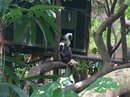 Singapore Zoo and Malaysian Day Trip (642902)