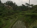 Tegalalang Rice Terraces (643149)