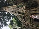 Angkor Wat (650953)
