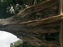 Angkor Wat (650888)