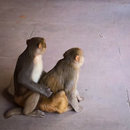 The Taj Mahal (665545)