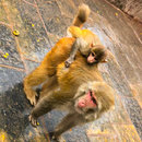 The Monkey Temple (673907)