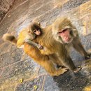 The Monkey Temple (675503)