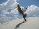 White Sands, NM (15385)