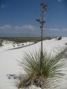 White Sands, NM (15393)