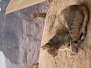 Full Day Hiking Petra (775284)