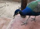 Peacock (775826)