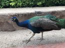 Peacock (776230)