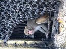 The Monkey Temple (777230)