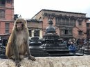 The Monkey Temple (777845)