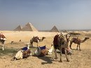 Pyramids of Giza (778042)
