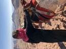 Hike to Jabal Haroun (780159)
