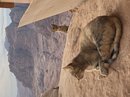 Full Day Hiking Petra (780944)
