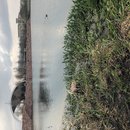 Atti Hunting Ducks at Mueller (781228)