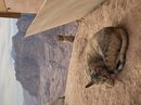 Full Day Hiking Petra (780895)