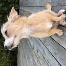 Backyard Atti (781206)