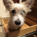 Atti in a Drawer (781193)