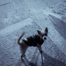 Snow Day in Grand Rapids (781171)